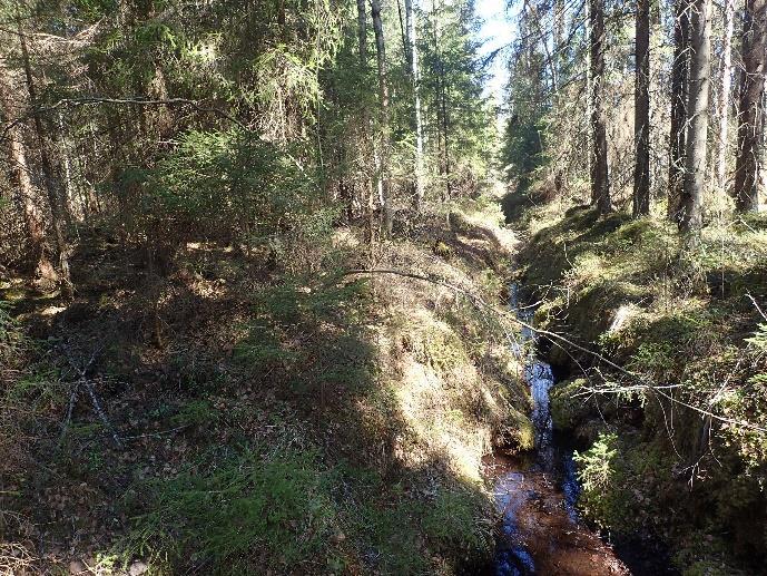 Oikea yläkulma: Lähde metsäojan