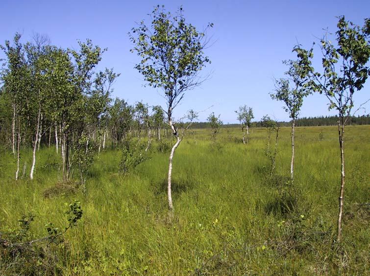 oligotrofista
