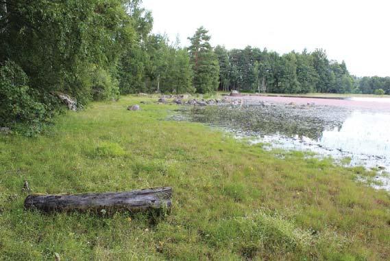 Etusaaren ranta-asemakaava, kaavaselostus, liite 2: Luontoselvitys Toinen lehtolaikku on rantaa pitkin peltoalueesta pohjoiseen. Se on kostea painanne jossa kasvaa mm.