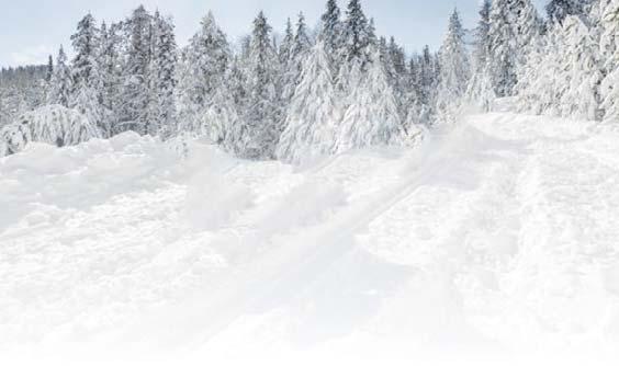 NÄIN PÄÄSET MUKAAN: Palkinnot arvotaan vuonna 2019 nuoren metsän hoitotyötä ja taimikon varhaishoitoa tehneiden kesken.