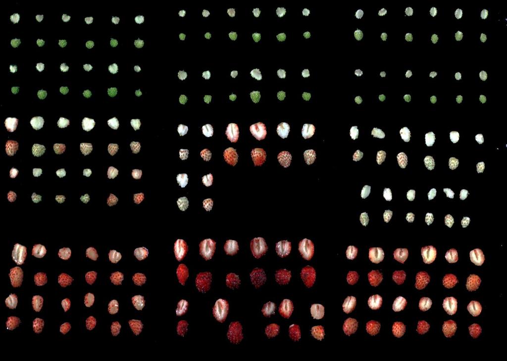 RGB image constructed from VNIR for 3
