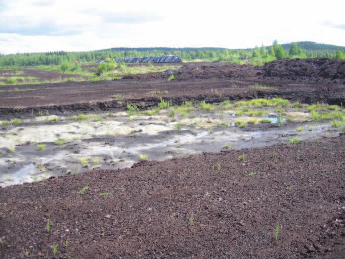 Lapinlahdella (Varpaisjärvellä) tutkitut suot ja niiden turvevarat. Osa 4. Kuva 12. Hukkaviidansuota kesällä 2010.