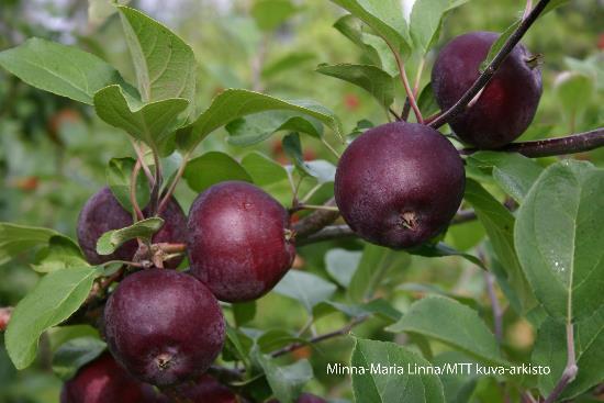 SUOMESSA VIIHTYVÄT OMENALAJIKKEET Vanhoista lajikkeista iso osa Venäläistä alkuperää (1700-1800 luvuilla) Kylmänkestävimmät lajikkeet: Borgovskoje ( Peltosalmen imelä ) Antonovka, Harlamovski,