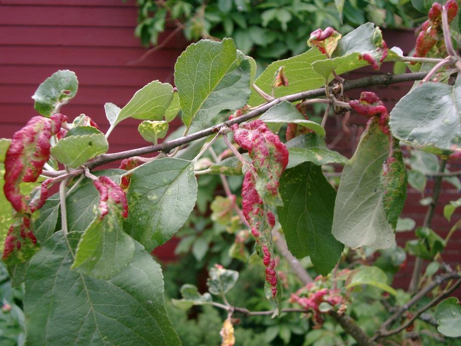 VARHAISKEVÄTRUISKUTUS Omenankäärökirvan (Dysaphis anthrisci) vioitus näkyy kauas, mutta aiheuttaa harvoin puulle merkittävää tuhoa. Jos kirvoja on paljon, myös raakileet voivat punertua.