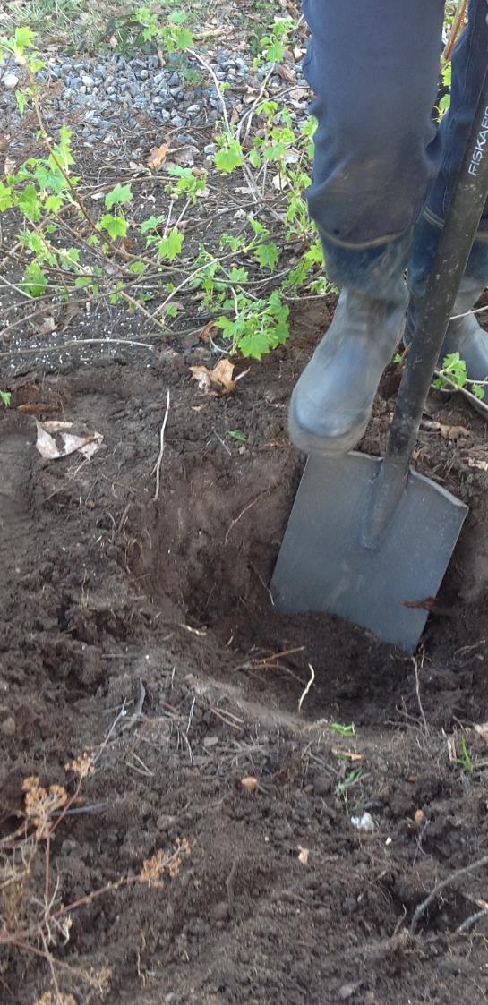 OMENAPUUN ISTUTUS Taimi kastellaan hyvin ennen istutusta. Jos se on avojuurinen, juuria liotetaan muutama tunti vesiastiassa. Astiataimet kastellaan niin että koko juuripaakku kostuu.