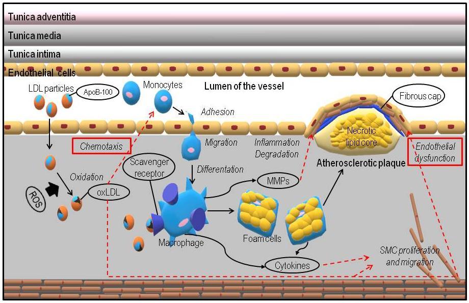 2.3 The atherosclerotic process Atherosclerosis is a chronic process that begins at an early age and is progressive in nature, leading to the development of both CV and cerebrovascular diseases