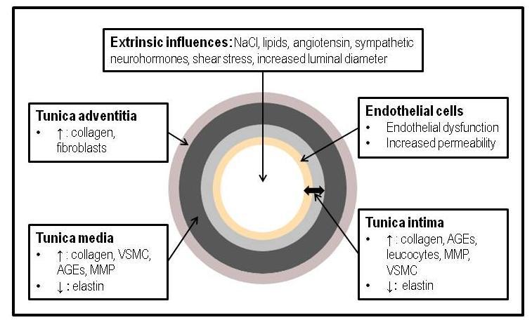 Endothelial status and large artery stiffness can be measured in numerous ways using invasive or noninvasive methods in the coronary and peripheral circulation (Lane et al. 2006, Laurent et al. 2006).