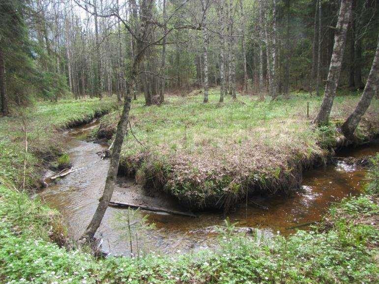 Purojen tila ja merkitys Maa- ja metsätalouden kuivatustoiminnan ja taajamarakentamisen yhteydessä suurinta osaa Suomen puroista on jossakin vaiheessa perattu ja suoristettu Vesilaki edellyttää