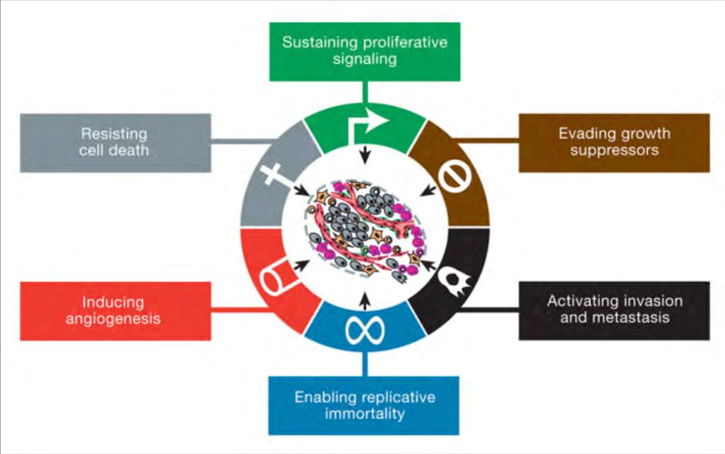 Syövän peruspilarit Solujakautumista ajavan signaloinnin ylläpito Solukuoleman uhmaaminen Kasvurajoituksien väistäminen