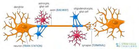 Glioomat Aivokasvaimia, jotka muistuttavat gliasoluja Astrosyytejä,