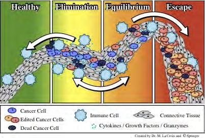 Syövän ja puolustusjärjestelmän onneton suhde Syöpä ja puolustusjärjestelmä muokkaavat toisiaan syövän kehittymisen aikana Kun syöpä diagnosoidaan, syöpä on karannut