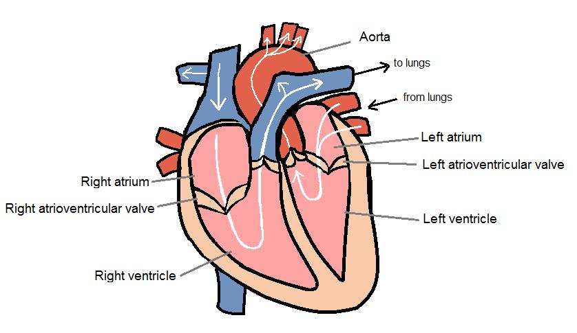 5 Figure 2: The human heart. Direction of blood flow is marked by arrows. Vessels that carry oxygen rich blood are red and vessels that carry oxygen poor blood are blue in the figure.
