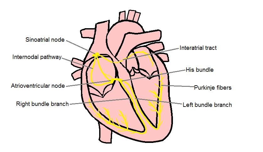 6 Figure 3: Electrical conduction in the human heart follows a specific route that begins in the sinoatrial node. push the blood through the valves.