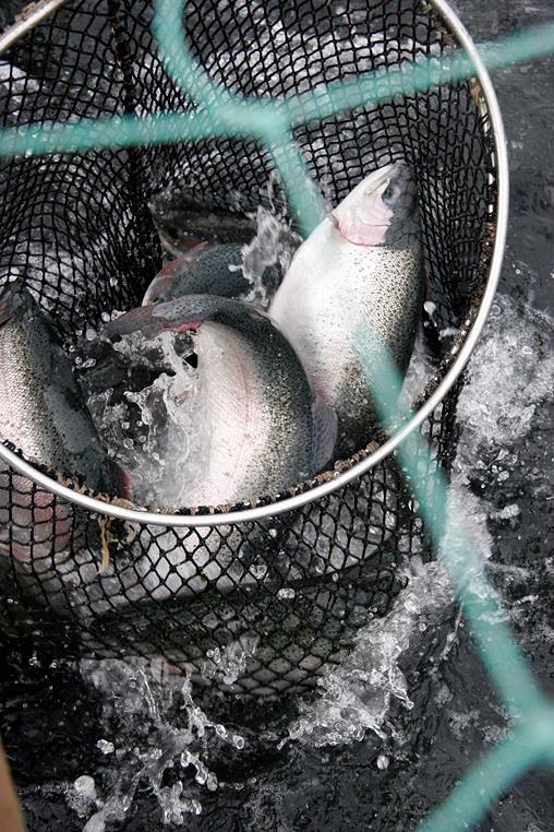 Haastateltujen yritysten tuotannon jakautuminen Kasvattajat Haastatellut yritykset 14 Poikastuotanto 6