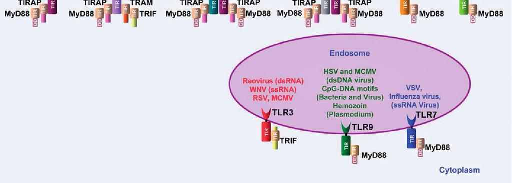 26 Review of the literature Figure 3. PAMPs (pathogen-associated molecular patterns) recognized by TLRs (Tolllike receptors) and their adaptors.