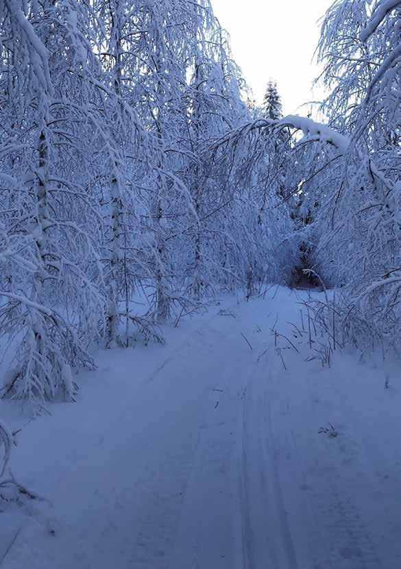 Kannen kuva, Aimo Kirjavainen Sisältö Jyväskylän Ladun lehti 1/2019 Puheenjohtajan pulinoita Teksti: Hessu Jyväskylän Ladun yhteystiedot Postiosoite Jyväskylän Latu ry PL 232, 40101 Jyväskylä