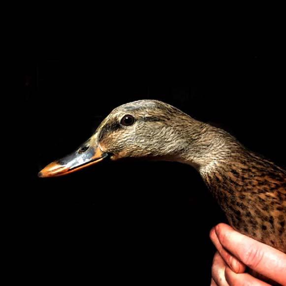 Vuoden viimeinen hoitolintu oli Oulun Raksilassa ja Myllytullissa pyöräteillä