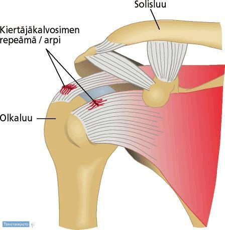 22 kollageenisynteesiä. (Kjær ym. 2006, 449.) Jänteen vetolujuutta pystytään siis lisäämään fyysisellä aktiivisuudella ja jänteen kuormittamisella.