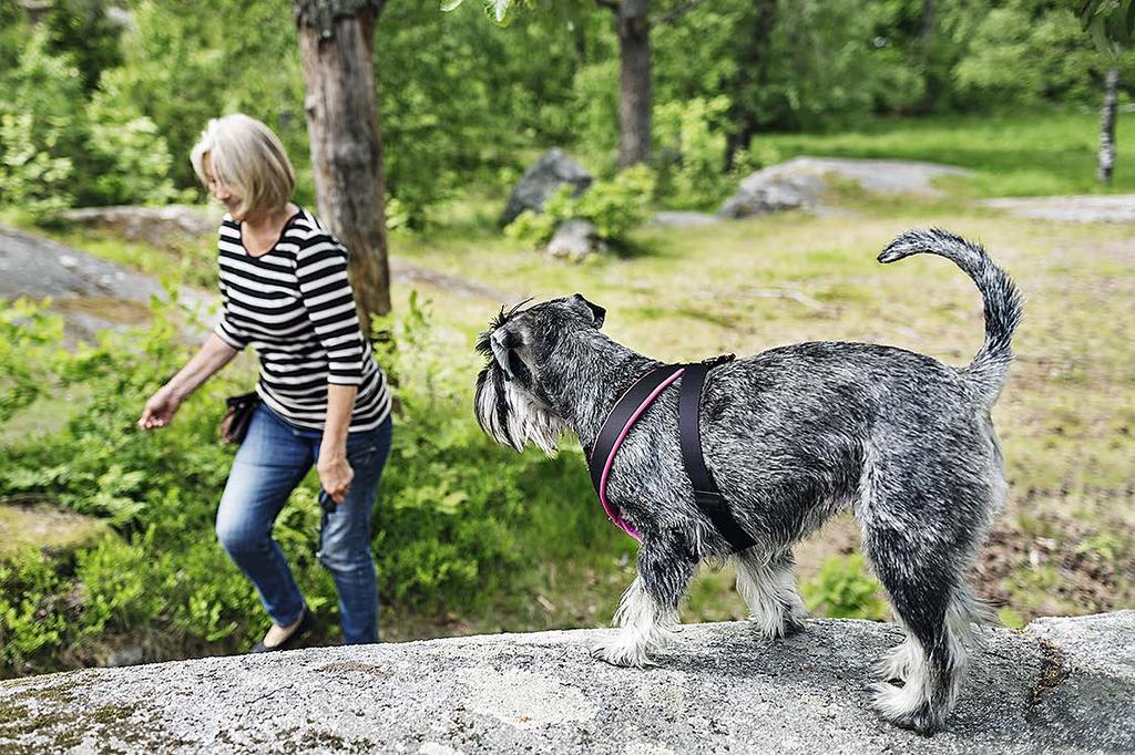 Lymfactin-lääkeaihio ja lymfaturvotus Lymfactin-lääkeaihio pyrkii parantamaan sekundäärisen lymfaturvotuksen ensimmäisenä lääkkeenä maailmassa.