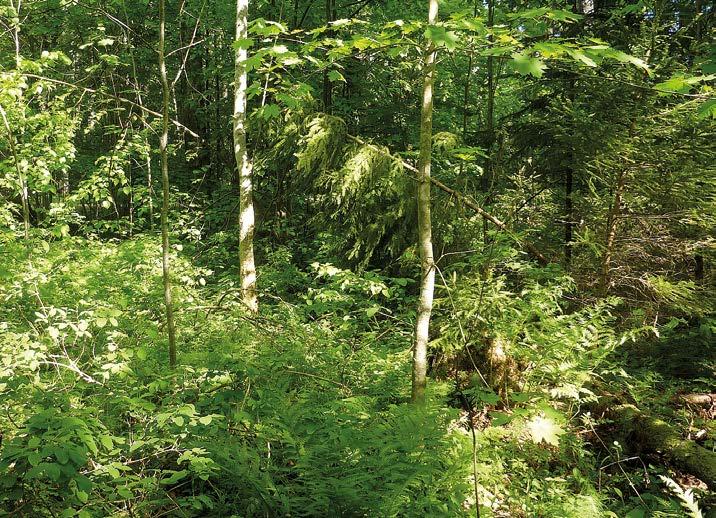 Kuusamaperhonen suosii pieniä aurinkoisia laikkuja metsän sisällä. Vanhoista suomalaisista lajeista kuusamaperhosen elinympäristöt muistuttavat lähinnä täpläpapurikkopaikkoja.