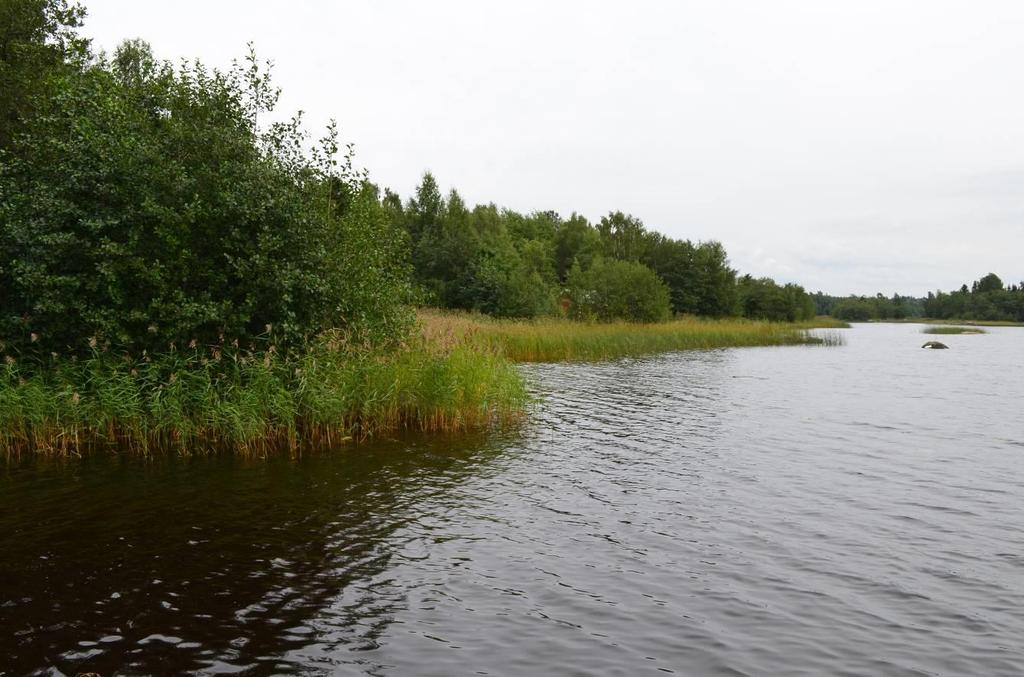 Etelä-osan rantaa 3.1.3.Luonnonympäristö Merimaan laaja pihapiiri ja Kesärannan tilan alue on ihmisten muokkaamaa aluetta.