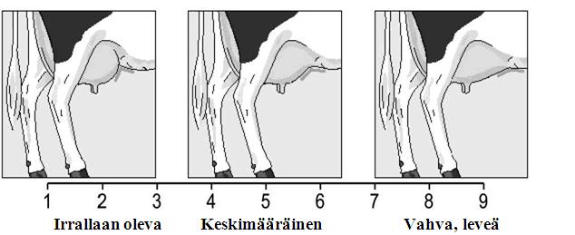 UTARE Etukiinnitys Ek (Fore udder attachment) Etukiinnityksessä arvostellaan utareen etuosan kiinnittymistä edestä ja sivulta runkoon.