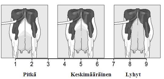 Takakiinnityksen korkeus Tk (Rear udder hight) Takakiinnityksen korkeutta arvostellaan vertaamalla utarekudoksen alkamiskohdan sijoittumista kintereiden ja peräluiden väliseen etäisyyteen.