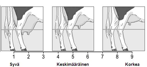 (Udder balance) Tasapainoa arvosteltaessa verrataan etu- ja takaneljännesten tasapainoisuutta toisiinsa nähden sivulta katsoen.