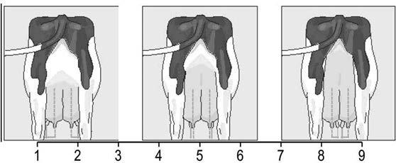 Etuvedinten sijainti Es (Front teat position) Ulkoreunalla Keskellä Sisäreunalla Etuvedinten sijaintia arvostellaan katsomalla vedinten sijaintia neljänneksissä takaapäin.