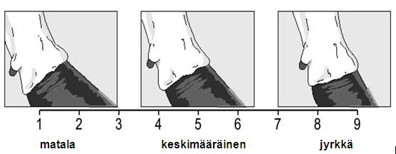 rakennetta. Erittäin ohuet ja litteät luut saavat pistearvon 9, kun taas erittäin paksut ja leveät luut saavat pistearvon 1.