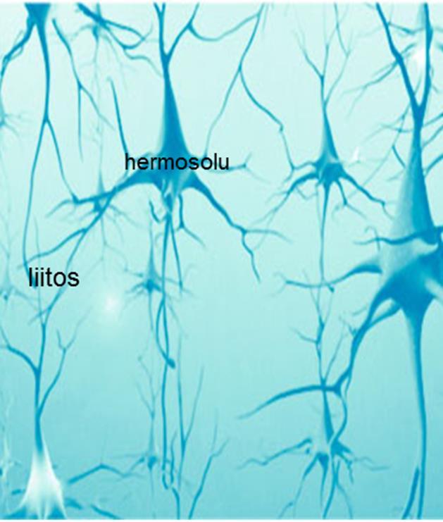 Hermosolut liittyvät toisiinsa jopa yli 100 biljoonalla liitoksella.