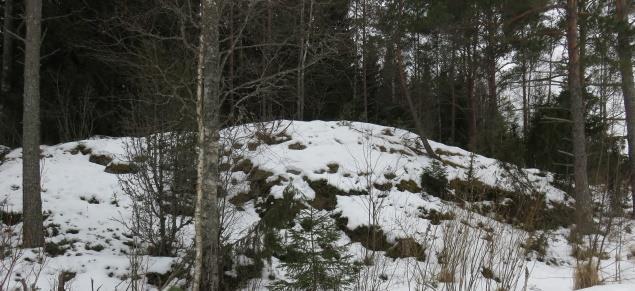 T201801 6 Viljelysröykkiöt ovat kautta koko alueen mm. käenkaalin, oravanmarjan sekä sanikkaisten ja/tai herukkakasvien reunustamia.