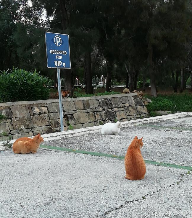 Kissat
