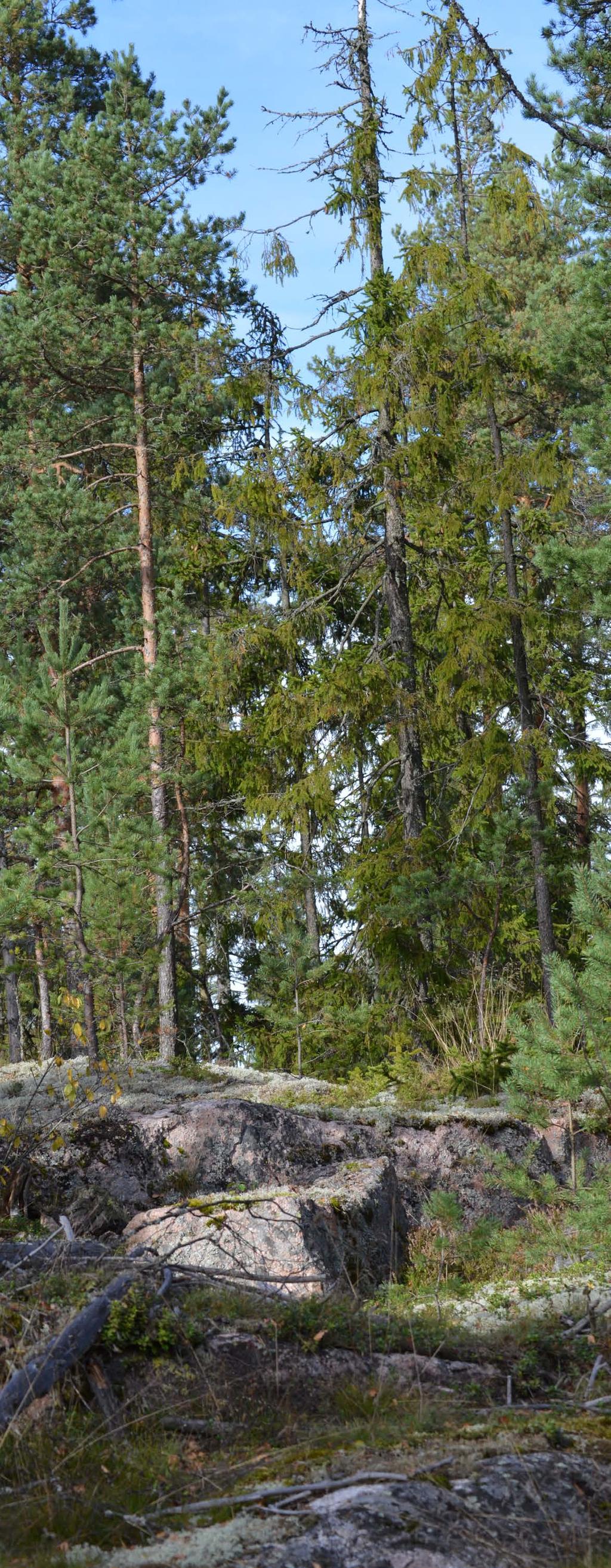Viheralueverkoston ja ulkoilureittien kehitystä on kuvattu tarkemmin kaavan liitteessä Pohjois-Paippisten osayleiskaava: Maisemaselvityksen selostus ja maisemalliset maankäyttösuositukset,