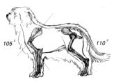 KAULA Kuiva tarkoittaa, että kaulanahka ei ole paksu tai löysä. Schapendoes kantaa päänsä korkealla eikä ajokoirien tapaan kuono maassa.