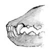 leikkaava purenta tasapurenta yläpurenta Liian pitkä kieli vaikuttaa ajan mittaan hampaisiin aivan samoin kuin peukalon imeminen lapsilla.