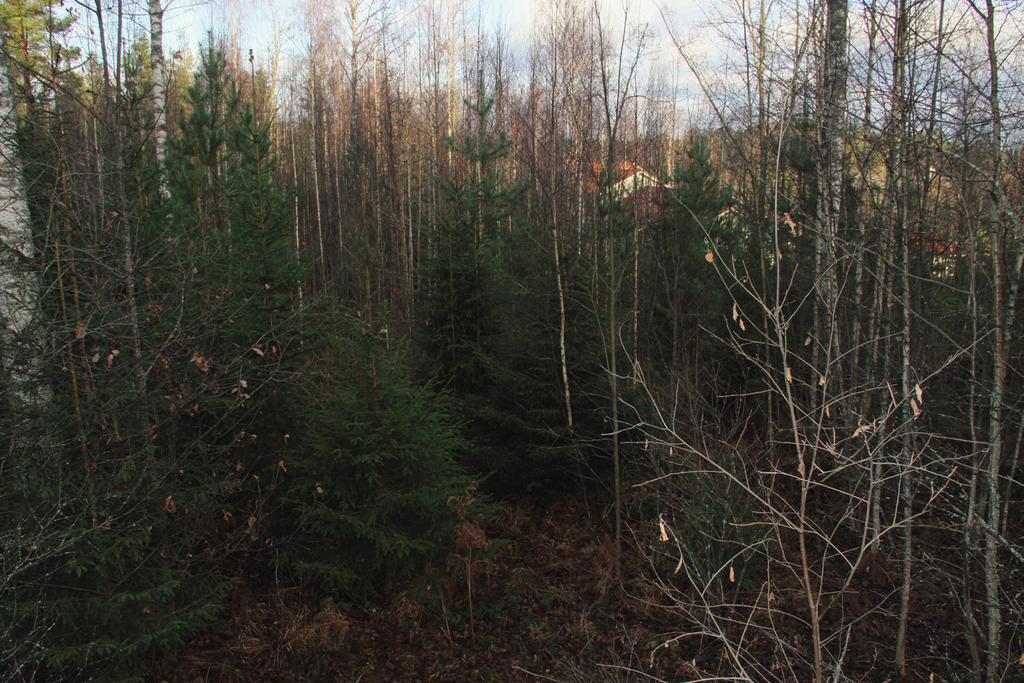 kaatoja sekä yksittäisiä pystyyn kuivuneita kuusia, mutta muuten lahopuuta on niukasti. Alueen koilliskulmauksessa on louhoskiven läjityspaikka, jonka ympäristössä kasvaa mm.