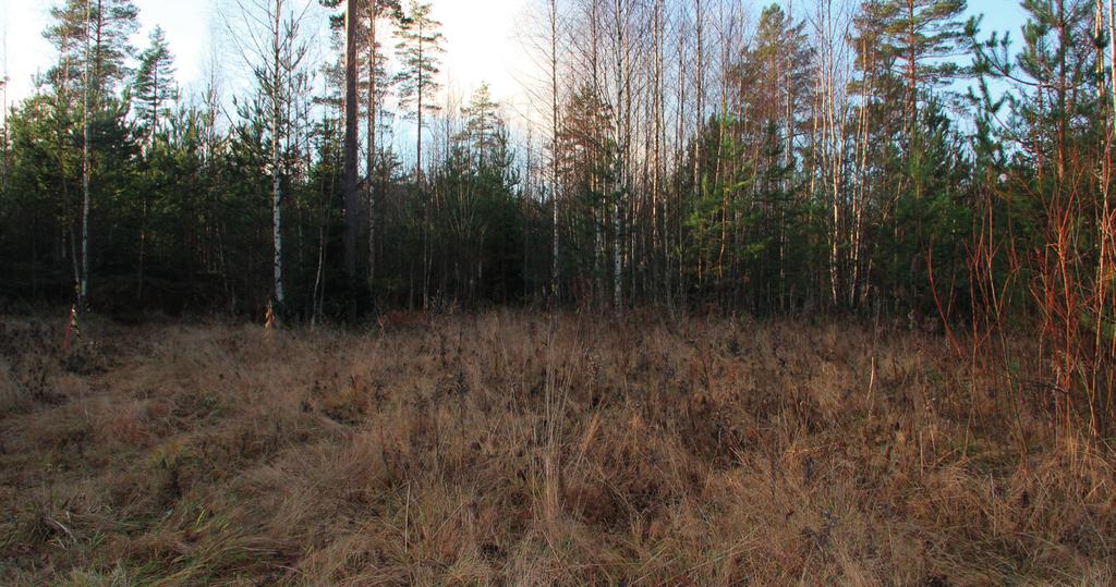 Lohko 3 Tutkimusalueen tiehen ja asutukseen rajautuva itäosa on pääosin nuorta taimivaiheen metsää.