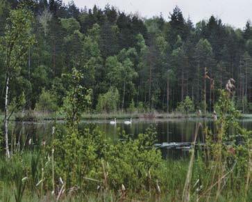 Tuttu paikka löytyi helposti ja merkkejä siitä, että lammen rannalla vietetään aikaa nykyisinkin.