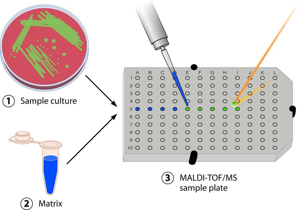 MALDI-TOF MS -menetelmä matriisiavusteinen laser-desorptio/ionisaatio-lentoaika massaspektrometria 1 1 Näyte: - kokonaisia soluja tai - uutettua proteiinisuspensiota -