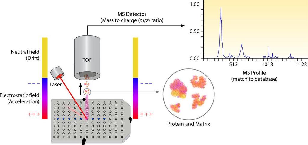 MALDI-TOF MS -menetelmä matriisiavusteinen laser-desorptio/ionisaatio-lentoaika massaspektrometria 2 - Matriisilla kiteytettyä näytettä pommitetaan laserpulsseilla - Erikokoiset molekyylit irtoavat