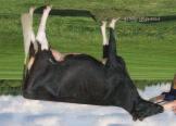Crackholm FEVER GOLDWYN x BLITZ x MATTIE EX-91-CAN ST BLF CVF Rek: HOCANM103631566 95610 Syntynyt: Marraskuu 26, 2005 aaa: 234156 DMS: 123234 Huippuluokan rakenne-arvostelu.