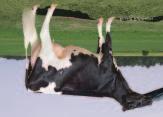 Ginary JACK GOLDWYN x ALLEN x RUDOLPH EX-90-CAN ST BLF CVF Rek: HOCANM7789498 95611 Syntynyt: Joulukuu 15, 2005 aaa: 432615 DMS: 234 Erinomainen terveys- ja utaresonni, optimaalinen vedinsijainti.