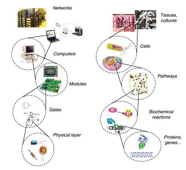 Kuva 10. Analogia tietojärjestelmien ja synteettisen biologian välillä (Andrianantoandro et al. 2006: 2).