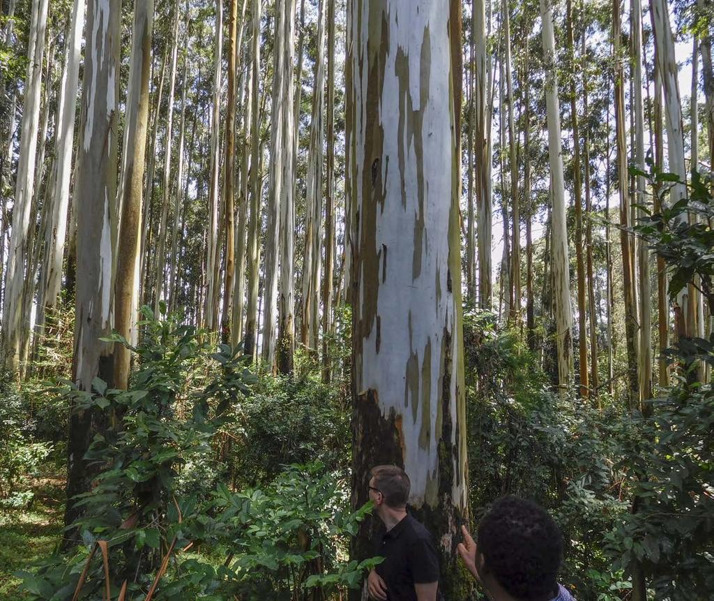 Metsän biotalouden mahdollisuuksia maailmalla, puuston paisumisen perusteella Kuva vuodelta 2016: