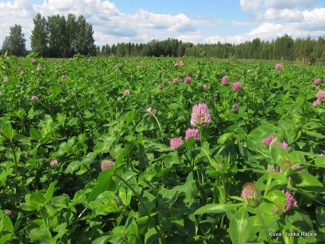 Palkokasvisäilörehut Palkokasvisäilörehut ovat paremmin sulavia kuin nurmisäilörehut Palkokasveilla, ja viimeaikaisissa tutkimuksissa etenkin apilasäilörehulla, on havaittu lyhyempi fermentaatioaika