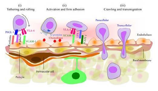 14 Figure 4. Homing cascade of leukocytes (modified from 202). 2.3.
