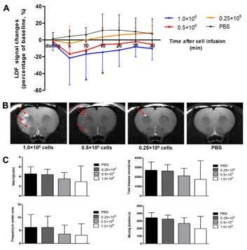 29 5 Results 5.1 EFFECTS OF CELL DOSE AND INFUSION VOLUME/VELOCITY ON SAFETY OF INTRACAROTID MSC DELIVERY 5.1.1 Lower cell dose is safer for intracarotid delivery of BMMSCs For rats infused with different cell doses but with the same velocity (0.