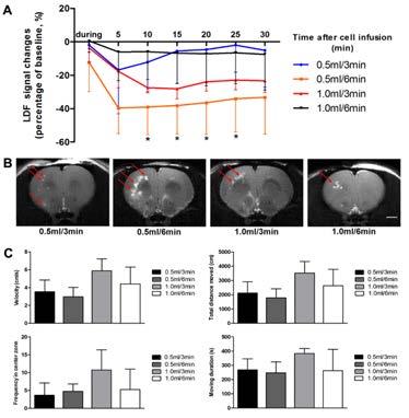 30 5.1.2 Infusion velocity is related to the safety of intracarotid BMMSC delivery For rats infused at different velocities but with the same dose (0.5 10 6 ), CBF decreased extensively in 0.