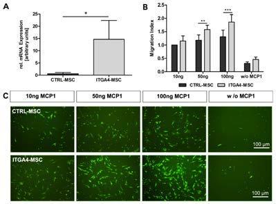 32 Figure 13. Cell viability (A) and percentage of cell aggregates (>30 µm) (B) for freshlyharvested and freeze-thawed cells in different storage solutions. *, # P<0.05, ** P<0.01, ***, ### P<0.001.